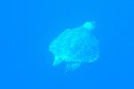 <i>Caretta caretta</i>