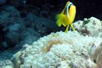 <i>Amphiprion bicinctus</i> + <i>Gyrostoma quadricolor</i>