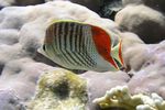 <i>Chaetodon paucifasciatus</i>