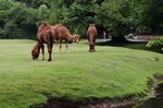 Tierpark Friedrichsfelde