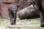 Tierpark Friedrichsfelde