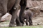 Tierpark Friedrichsfelde