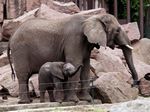 Tierpark Friedrichsfelde