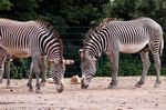 Tierpark Friedrichsfelde
