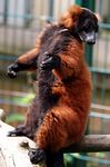 Tierpark Friedrichsfelde