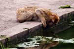 Tierpark Friedrichsfelde