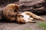 Tierpark Friedrichsfelde