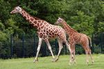 Tierpark Friedrichsfelde