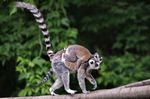 Tierpark Friedrichsfelde