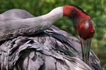 Tierpark Friedrichsfelde