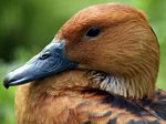 Tierpark Friedrichsfelde