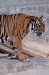 Tierpark Friedrichsfelde