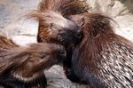 Tierpark Friedrichsfelde
