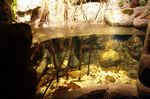 Sea Life