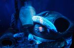 Sea Life Center