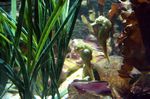 Sea Life