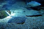 Sea Life
