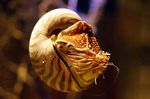 Sea Life