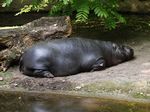 Zoologischer Garten Berlin