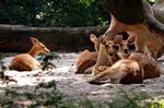 Zoologischer Garten Berlin