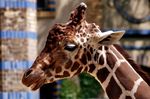 Zoologischer Garten Berlin