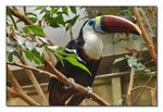Voliere Zürich - Rotschnabel Tukan <i>Ramphastos tucanus</i>