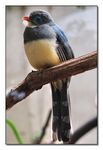 Voliere Zürich - Java-Trogon <i>Harpactes r. reinwadrdtii</i>